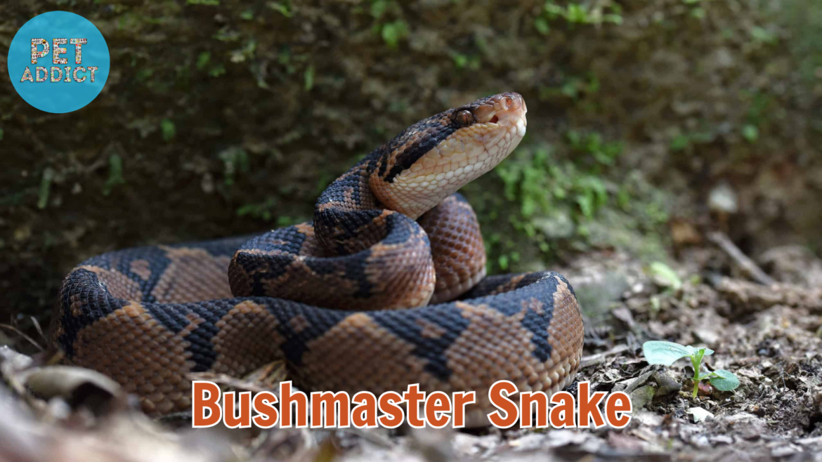 The Bushmaster Snake: Mysteries and Marvels of the Jungle