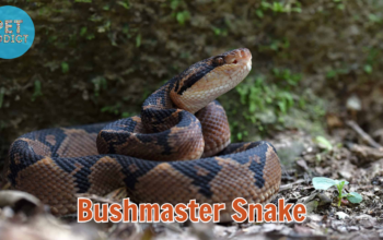 bushmaster snake