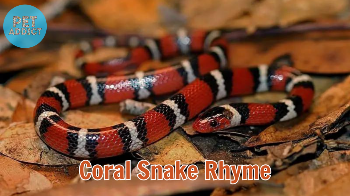 Decoding the Coral Snake Rhyme: Separating Fact from Fiction