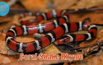 coral snake rhyme