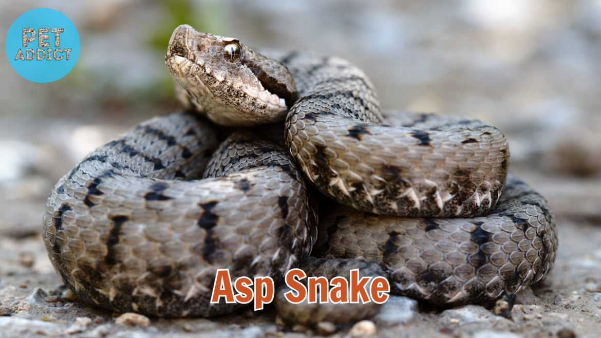 The Elusive World of the Asp Snake: A Comprehensive Guide