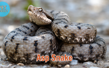 asp snake
