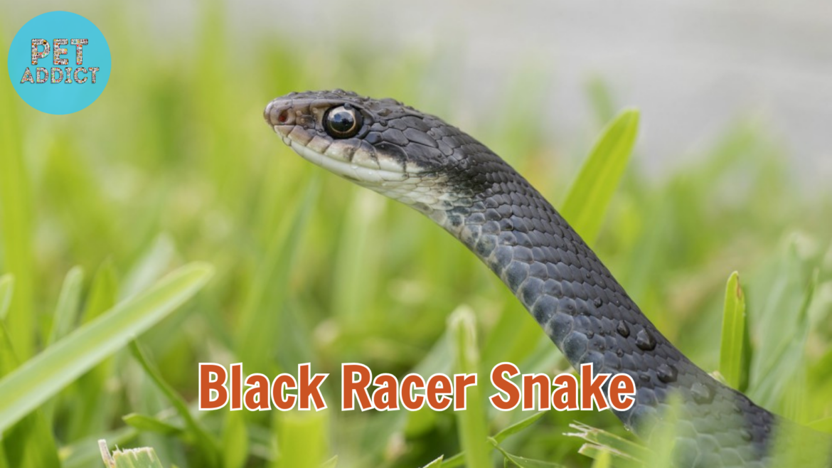 All Information You Need to Know About Black Racer Snake