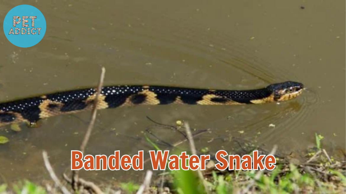 All You Need to Know About the Banded Water Snake