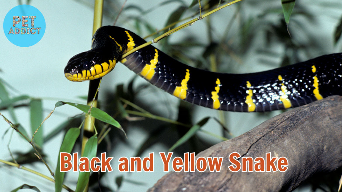 Black and Yellow Snakes: A Vibrant World of Serpentine Beauty