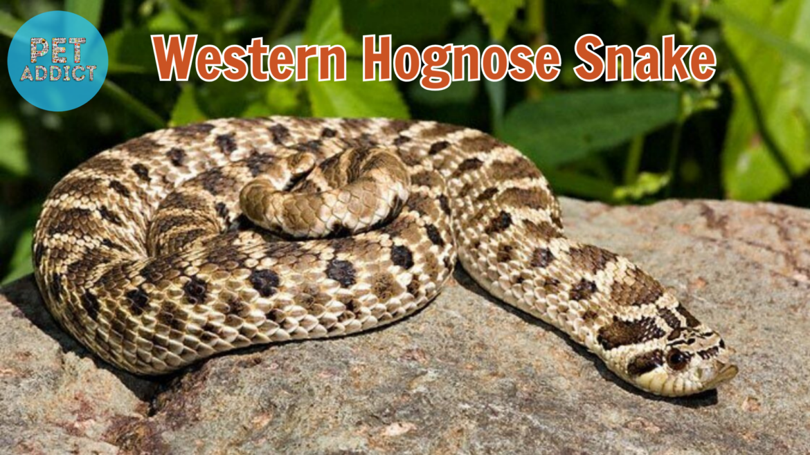 The Western Hognose Snake: Nature’s Master of Deception