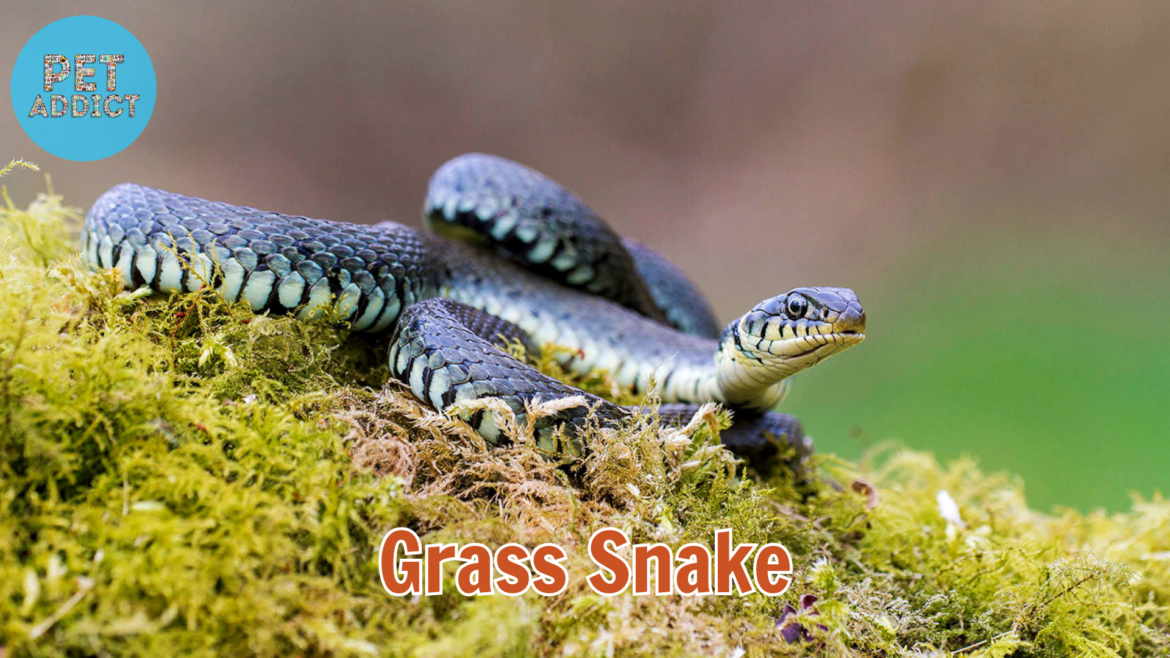 The Enigmatic Grass Snake: Nature’s Slender Serpent