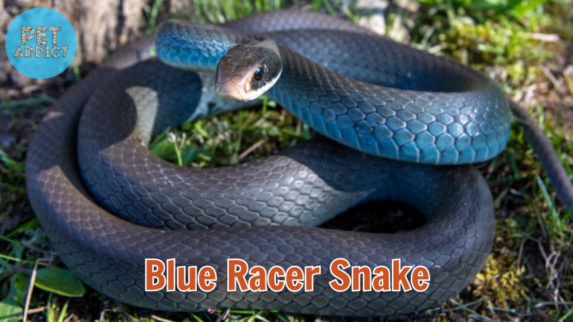 Blue Racer Snake: Racing Through Nature’s Palette