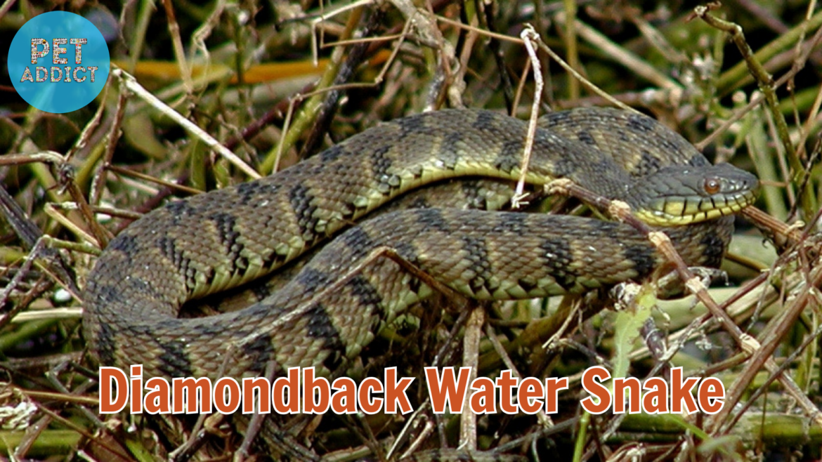 Diamondback Water Snake: Southeastern U.S