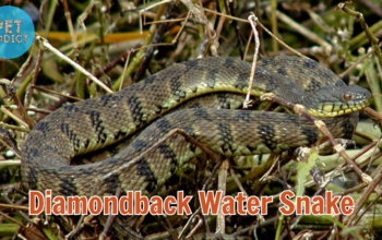 diamondback water snake