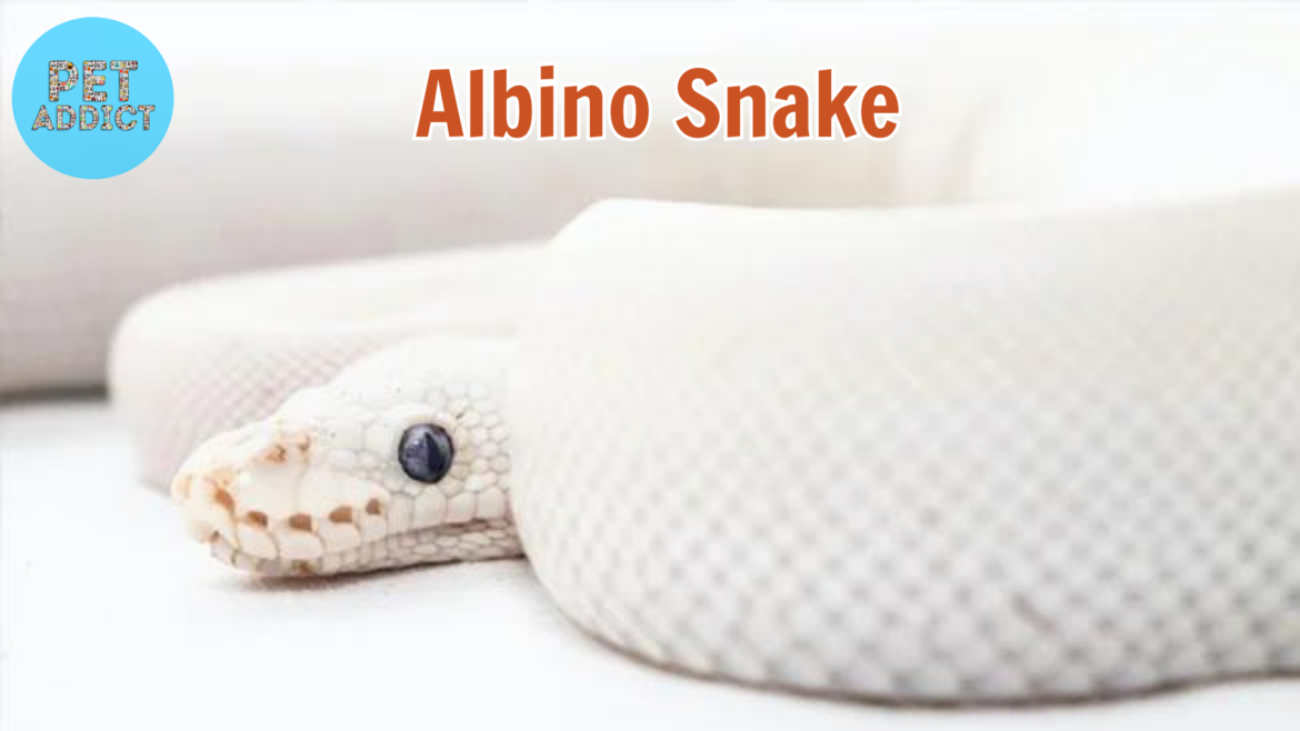 Albino Snake: The Enchanting World of Genetic Anomalies