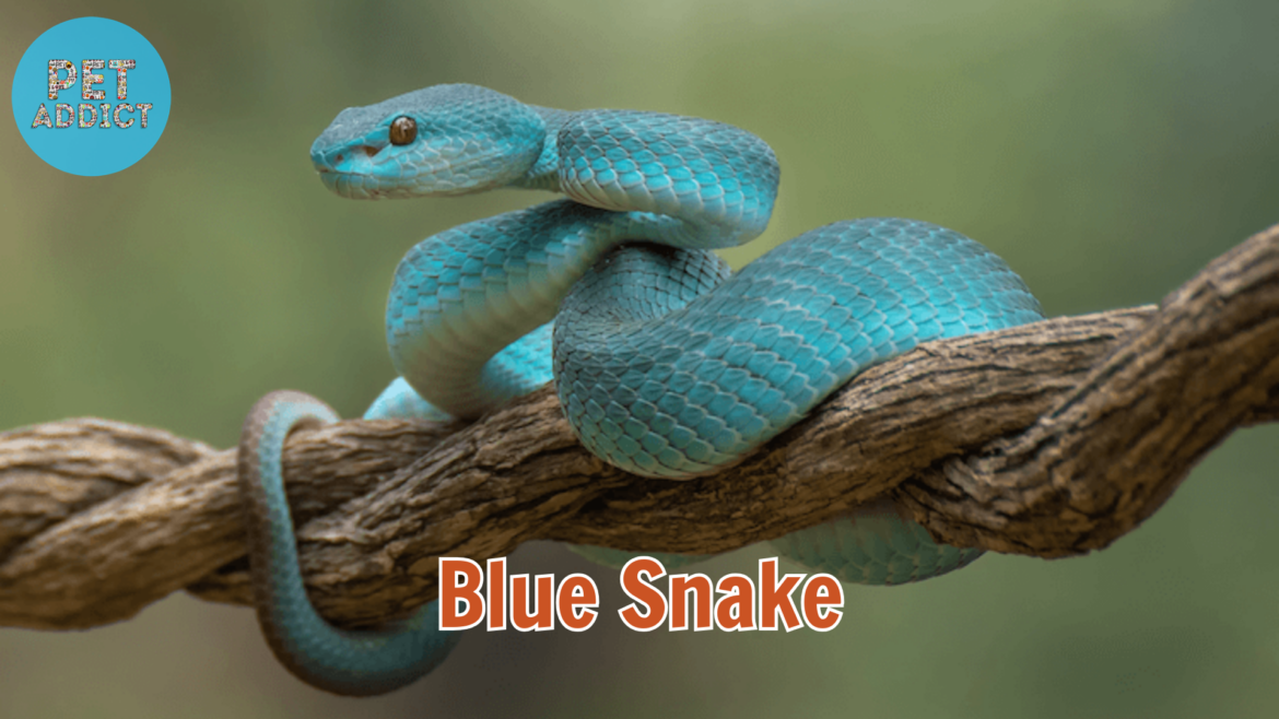 The Allure of Blue Snake: Exploring the Top 6 Species