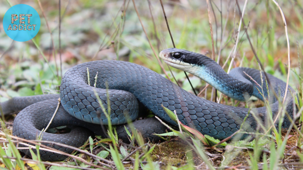 blue racer snake