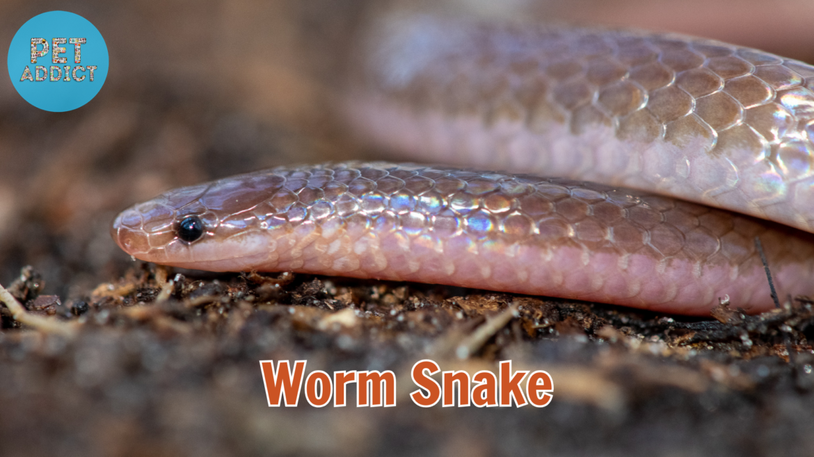 Exploring the Enigmatic World of the Worm Snake