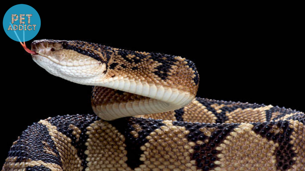 bushmaster snake