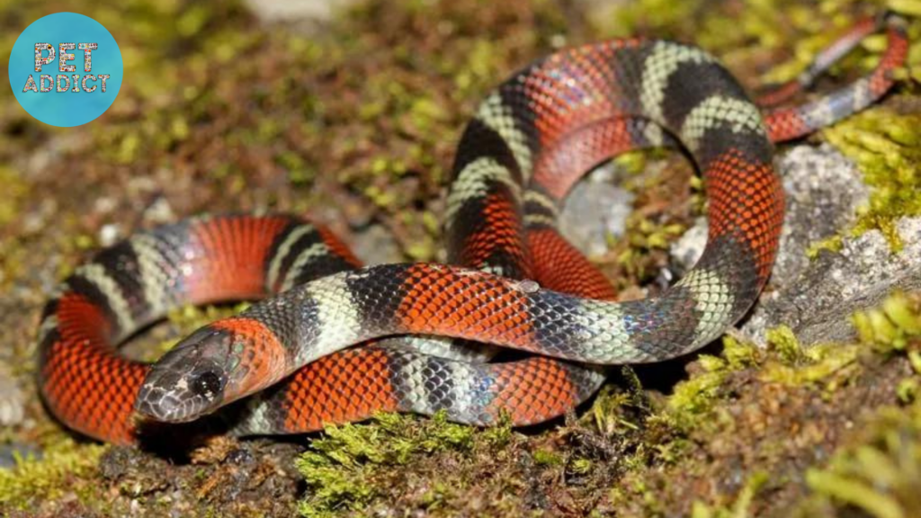 About Coral Snakes