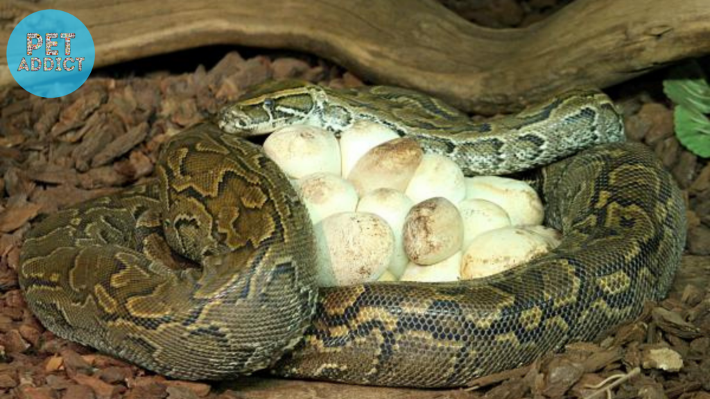Appearance and Texture of Snake Eggs