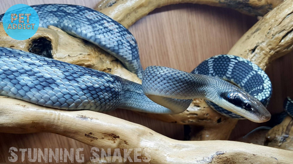 Blue Beauty Snake (Orthriophis taeniurus callicyanous)