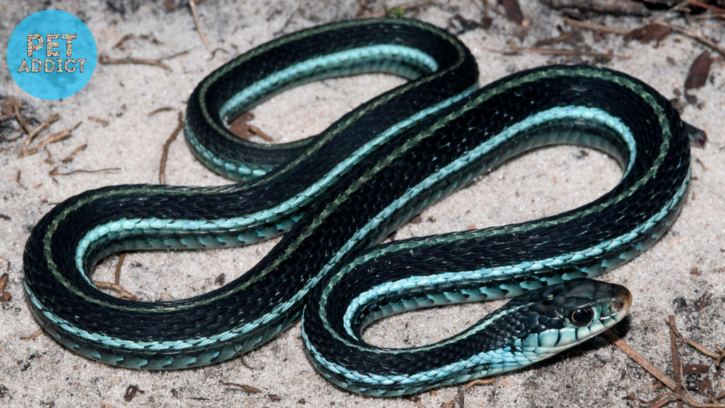 Blue Garter Snake (Thamnophis sirtalis similis)