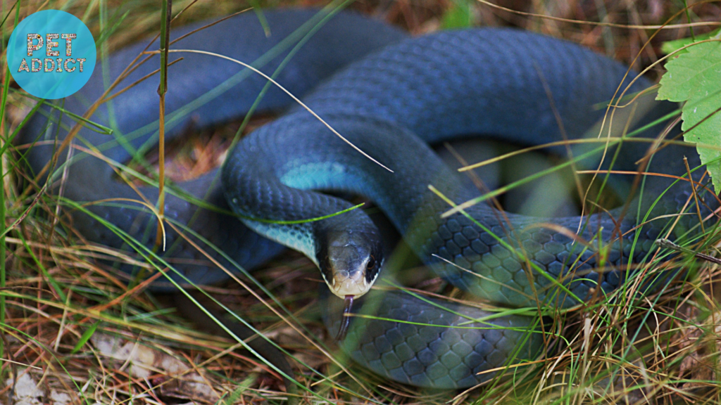 Blue Racer Snake (Coluber constrictor foxii)
