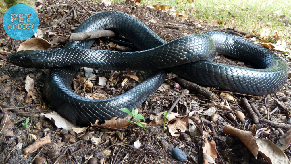 Coexisting with Black Snakes