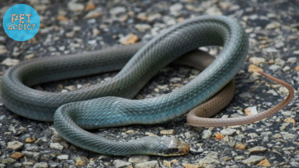 The Conservation Status of Blue Racer Snakes