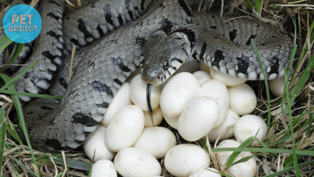 Recognizing Snake Species by Their Eggs