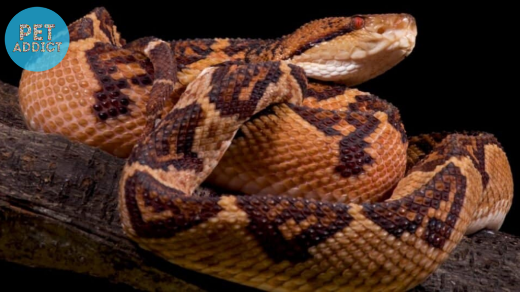 Reproduction bushmaster snake