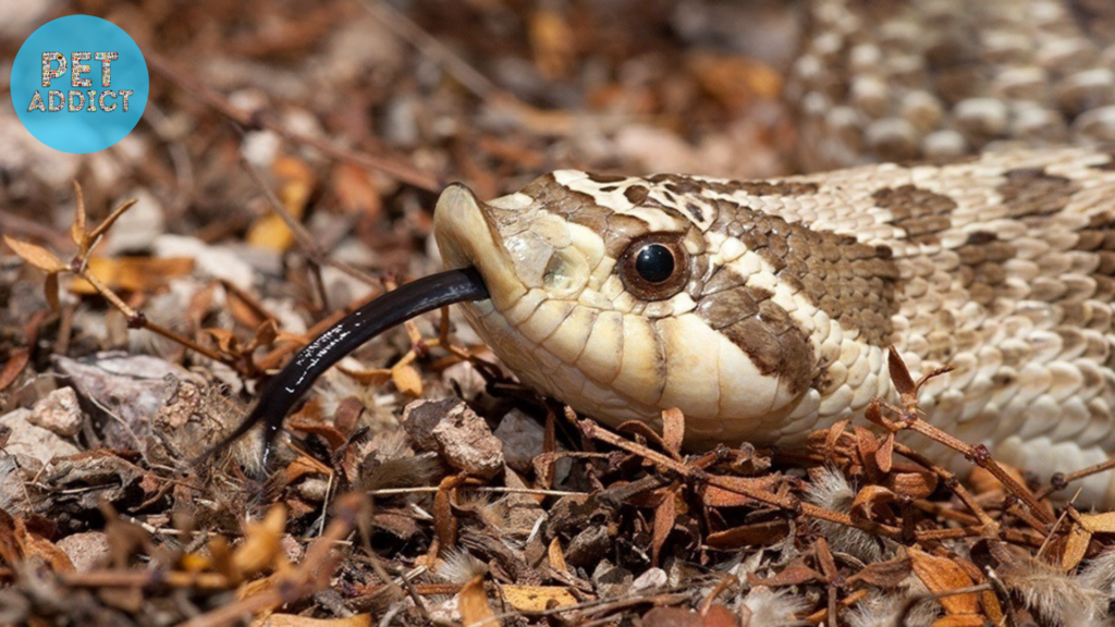 The Appearance of the Western Hognose Snake