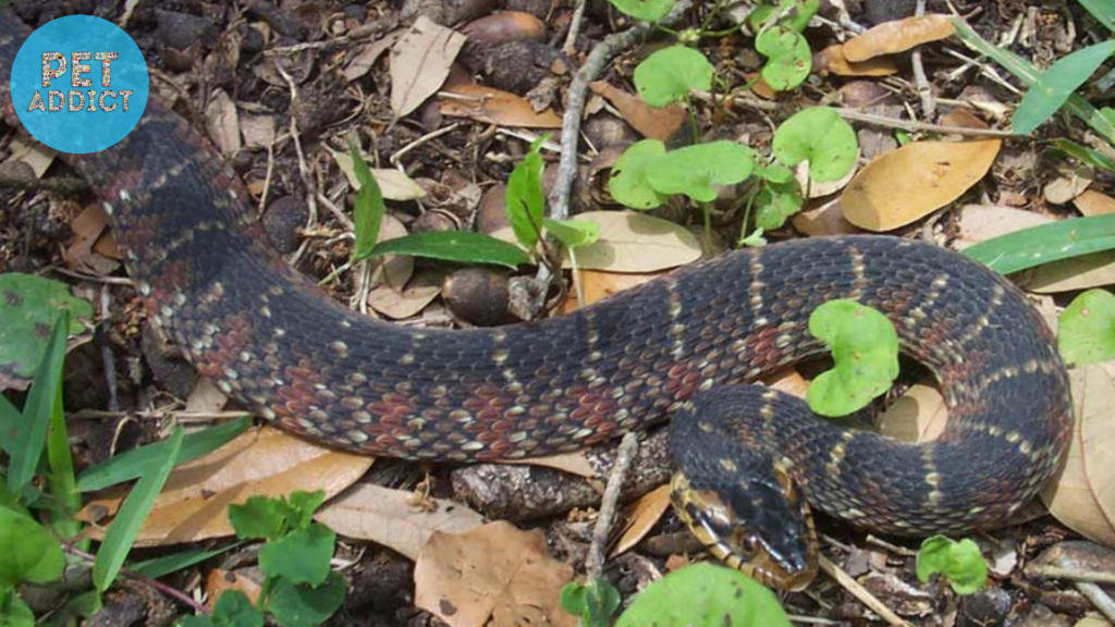 The Conservation Status of Banded Water Snakes