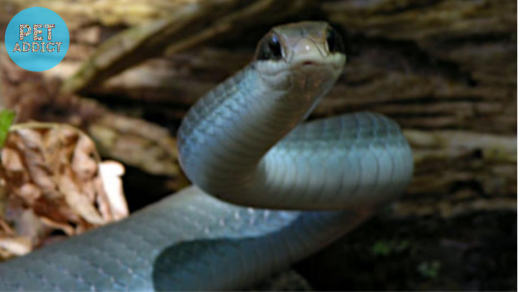 The Conservation Status of Blue Racer Snakes
