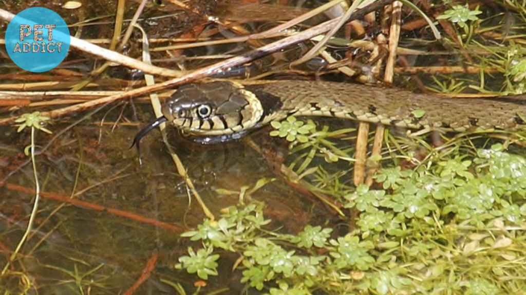 The Conservation Status of Grass Snakes