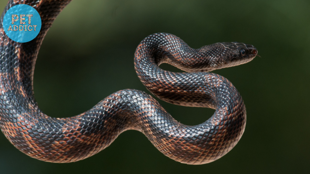 The Conservation Status of Texas Rat Snakes