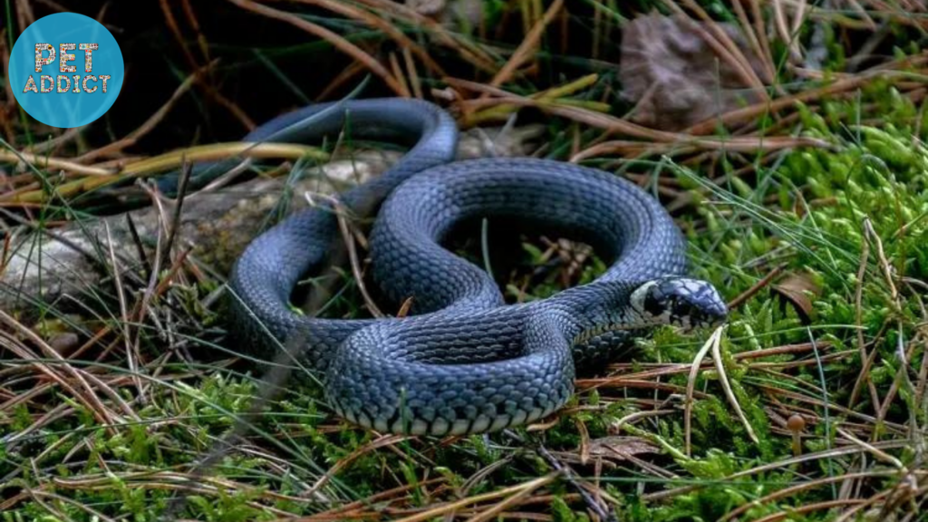 The Habits and Dietary Preferences of Grass Snakes