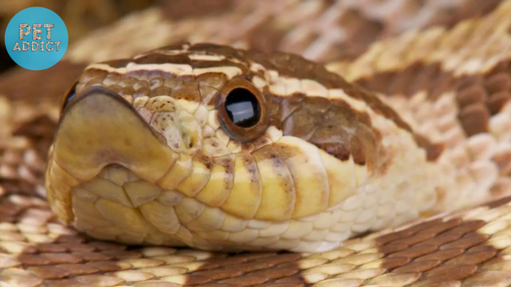 The Habits and Dietary Preferences of Western Hognose Snakes
