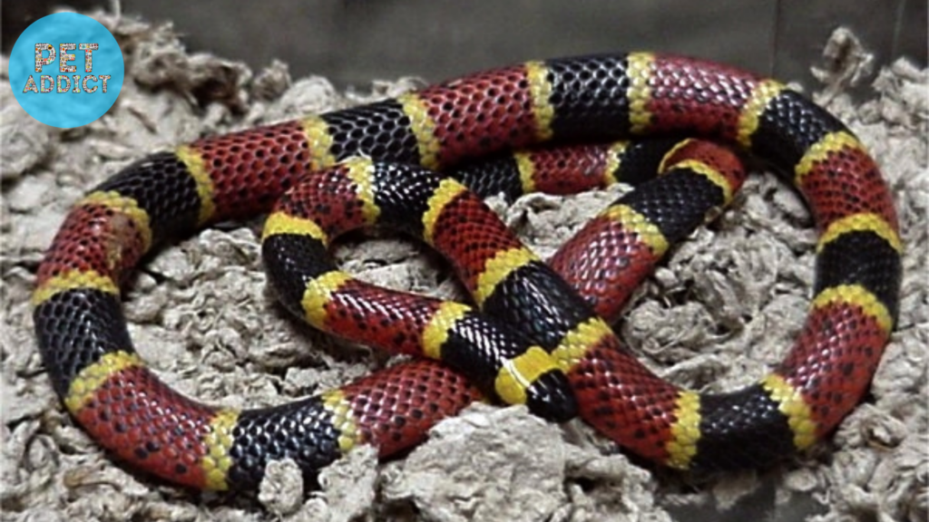 Western Coral Snake (Micrurus tener)