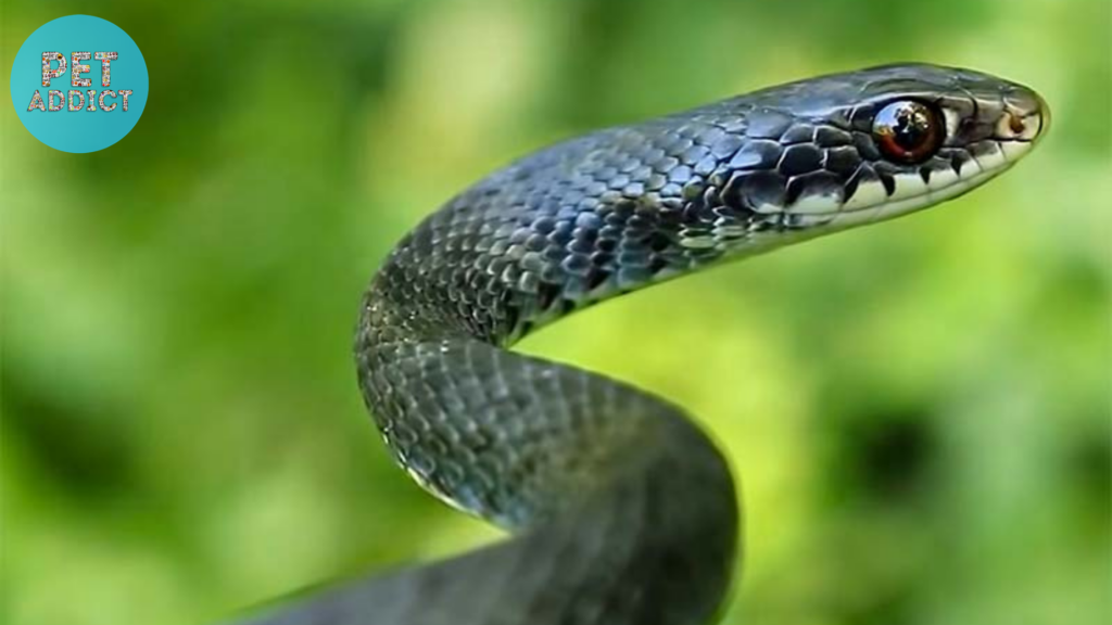 Where Can You Find Black Racer Snakes