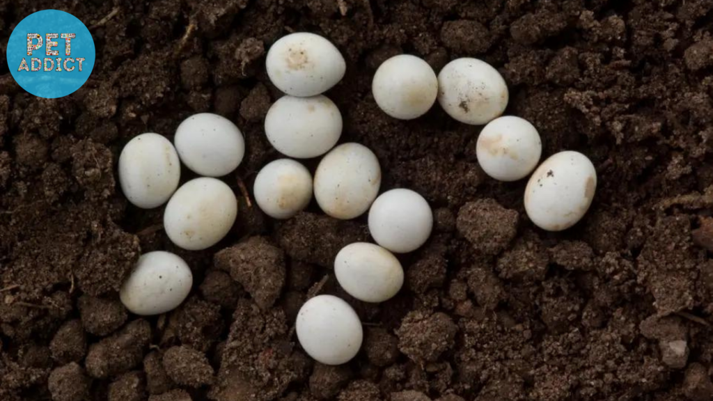 Where to Find Snake Eggs