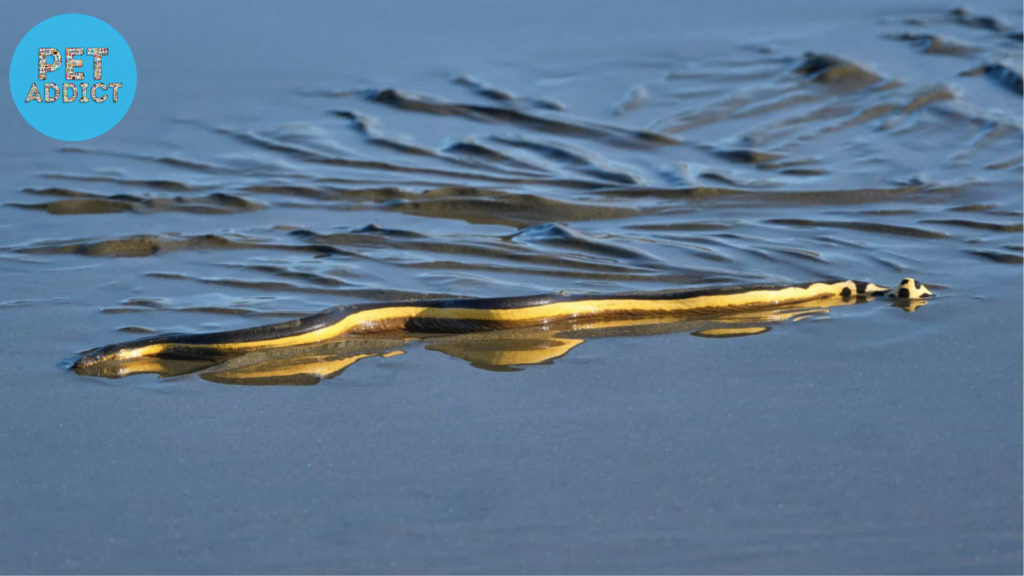 Yellow-Bellied Sea Snake (Pelamis platurus)