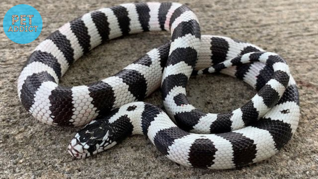 cali black and qhite snake